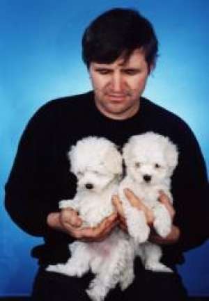 Vand catei Bichon:Maltese, Havanese, Bolognese si Friese