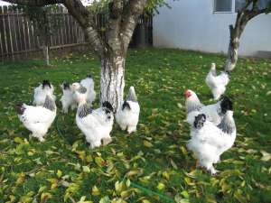 Oua de gaina pentru incubatie
