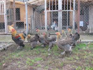 Oua de gaina pentru incubatie