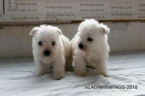 Catei Westie disponibili