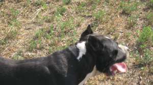 Vand pui Amstaff