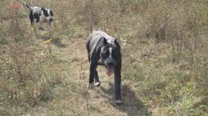 Vand pui Amstaff