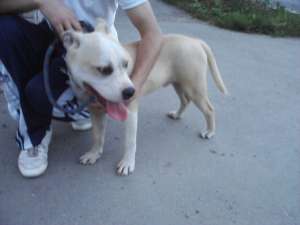 Vand Amstaff