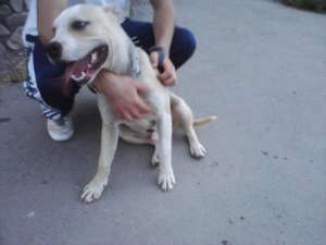 Vand Amstaff