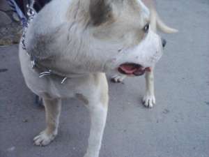 Vand Amstaff