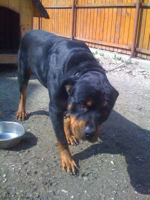 imperechez caine rottweiler cu peddygree