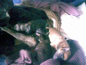 Vand pui boxer