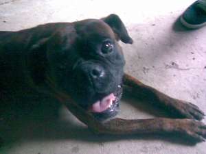 Vand pui boxer
