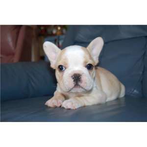 Frumos pui Bulldog plece.
