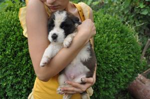 VAnd pui de Saint-Bernard