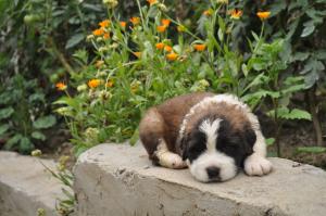 VAnd pui de Saint-Bernard