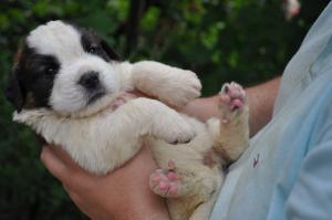 VAnd pui de Saint-Bernard