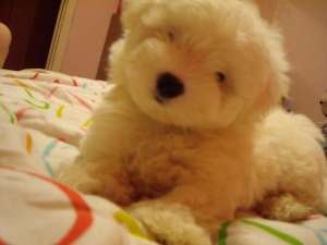 Vand pui bichon maltese