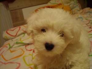 Vand pui bichon maltese
