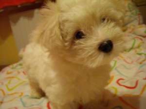 Vand pui bichon maltese