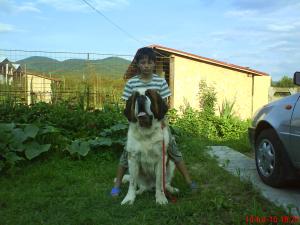 vand cati saint bernard