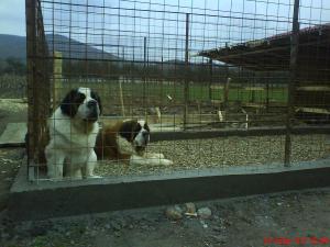 vand cati saint bernard