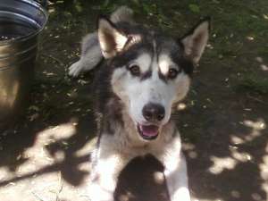 OFER CAINE HUSKY