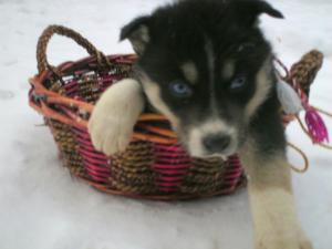 vand catei husky