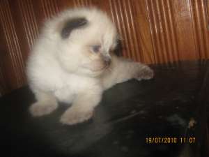 vand puii persana