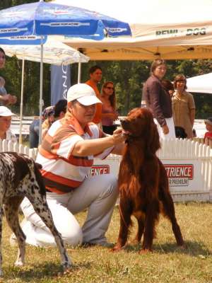 setter irlandez rosu