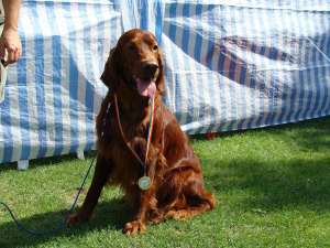 setter irlandez rosu