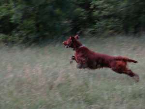setter irlandez rosu