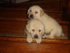 PUI GOLDEN SI LABRADOR RETRIEVER