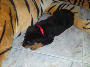 vand  pui rottweiler