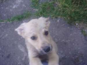 ofer spre adoptie catelusi