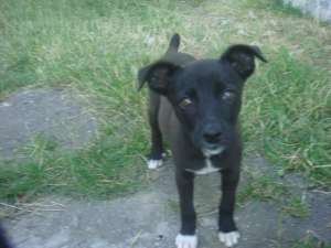 ofer spre adoptie catelusi