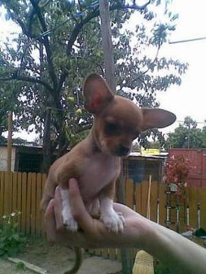 Chihuahua Pui