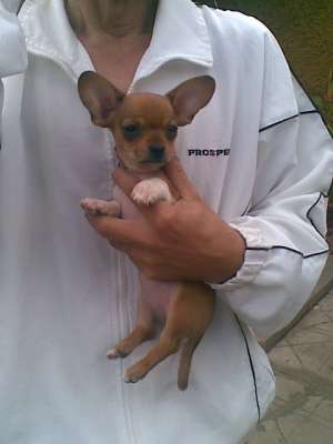 Chihuahua Pui