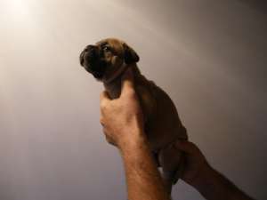 Vand catei bullmastiff
