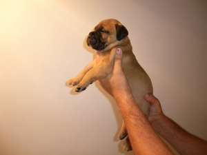 Vand catei bullmastiff