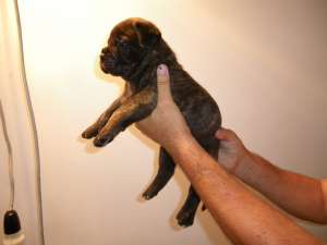 Vand catei bullmastiff