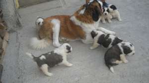 Catei saint benrard superbi