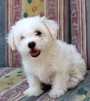 Vand pui bichon maltese