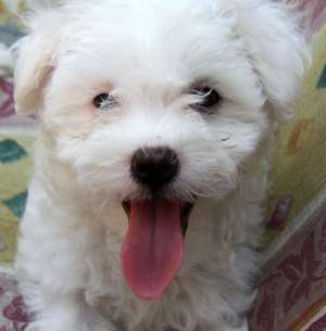 Vand pui bichon maltese