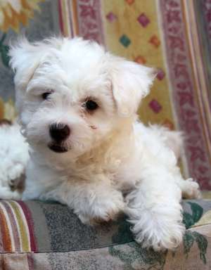 Vand pui bichon maltese