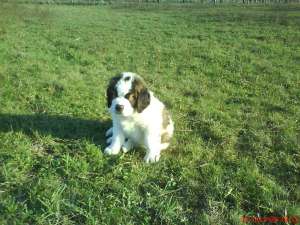 crescator vind pui saint bernard cu pedigree