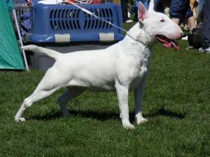 bullterrier