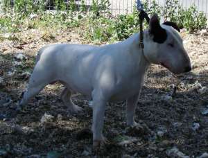 bullterrier