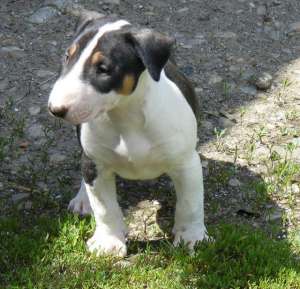 bullterrier