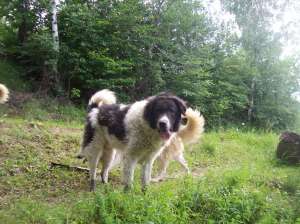 ciobanesc rominesc de bucovina
