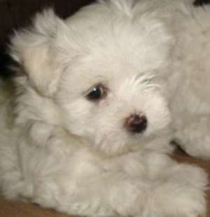 bichon maltese,  frisee,  bolognese de vanzare