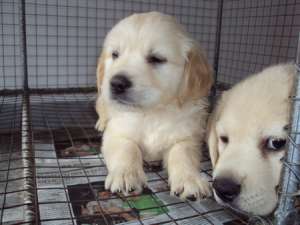 golden retriever de vanzare