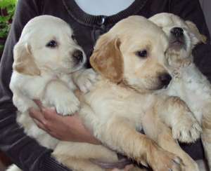 golden retriever de vanzare