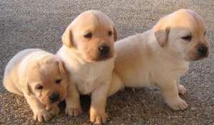 labrador retriever de vanzare