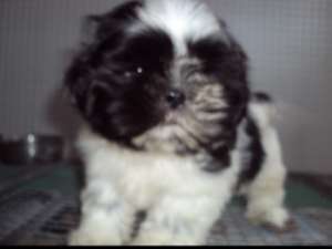 shih tzu de vanzare